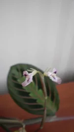  цветет.webp