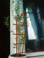 DSC06113.webp