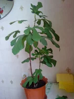 DSC06118.webp