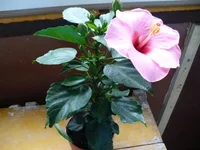 P1040455.webp