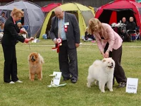 CACIB & res CACIB.webp