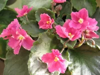 Crimson Ice_8326.webp