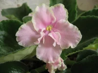Pink Summit_8343.webp