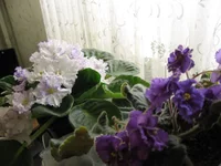  фрост и Ле-Солн.затмение_8331.webp