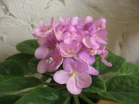  ред_8344.webp