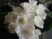_8330.webp