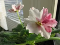  пламя_8329.webp