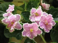 _8321.webp