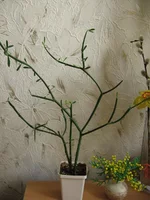 _8347.webp