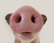 pyatak.webp pyatak.webp
