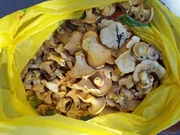 IMG-74d072882a12020fbeff60ca7e43bd88-V.webp