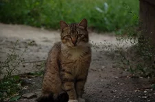DSC_0873.webp