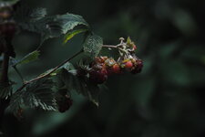 DSC_0633.jpg