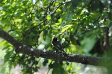 DSC_0651.jpg