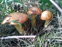 IMG_20200725_154920_HDR+.webp