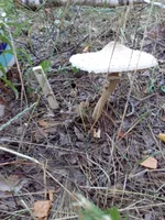 IMG-11ed95c963c9c02b415dae3bab7ce3db-V.webp