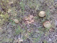 IMG_20200729_132339.webp