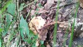 IMG_20200801_144828.webp