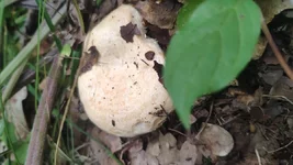 IMG_20200801_144805.jpg