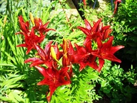 IMG_9745.jpg