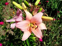 IMG_9750.jpg