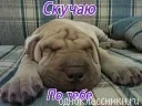 моя.jpeg