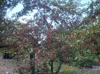 P6290002.jpg