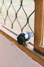 000044_2.webp