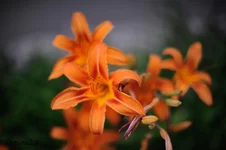 DSC_5687L.webp
