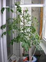 DSCN2447.webp DSCN2447.webp