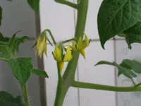 DSCN2446.webp DSCN2446.webp