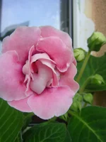 DSC00788.webp