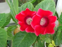 DSC00670.webp
