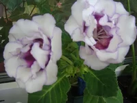 DSC00787.webp