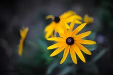 DSC_5700L.jpg
