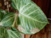 PIC-0009.webp