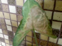 PIC-0010.webp