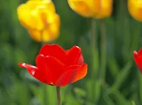 P4282521.webp