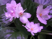  Врата рая_8359.webp