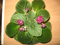 Mac's Southern Springtime_8362.webp