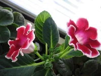 _8356.webp