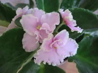 Pink Summit_8373.webp