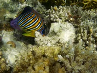 P1010012.webp