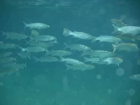P1020009.webp