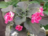 rimson Ise_8103.webp