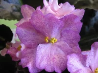 -Кружевные зонтики_8110.webp