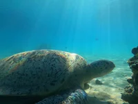 G1766762.webp