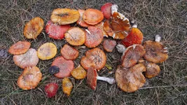 20200929_142352.webp