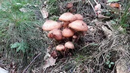 20201003_151755.jpg