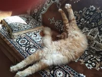 изображение_viber_2020-10-09_20-36-26.jpg